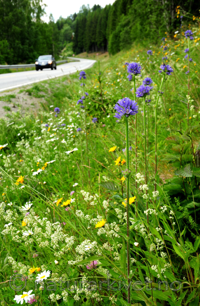 SIR_1746 / Campanula cervicaria / Stavklokke