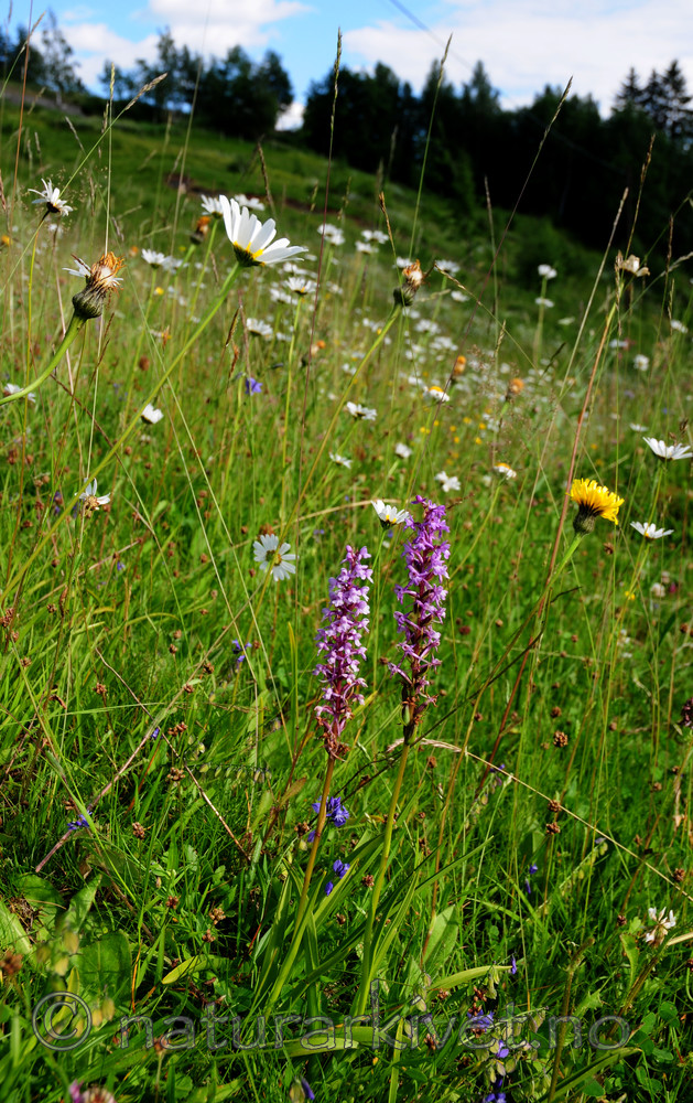 SIR_1809 / Gymnadenia conopsea / Brudespore