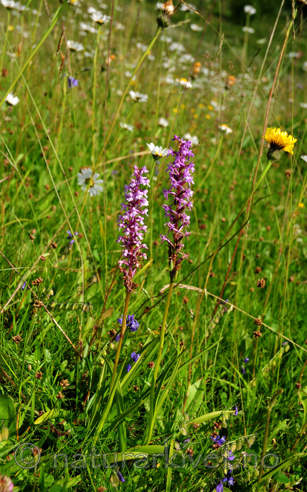 SIR_1811 / Gymnadenia conopsea / Brudespore