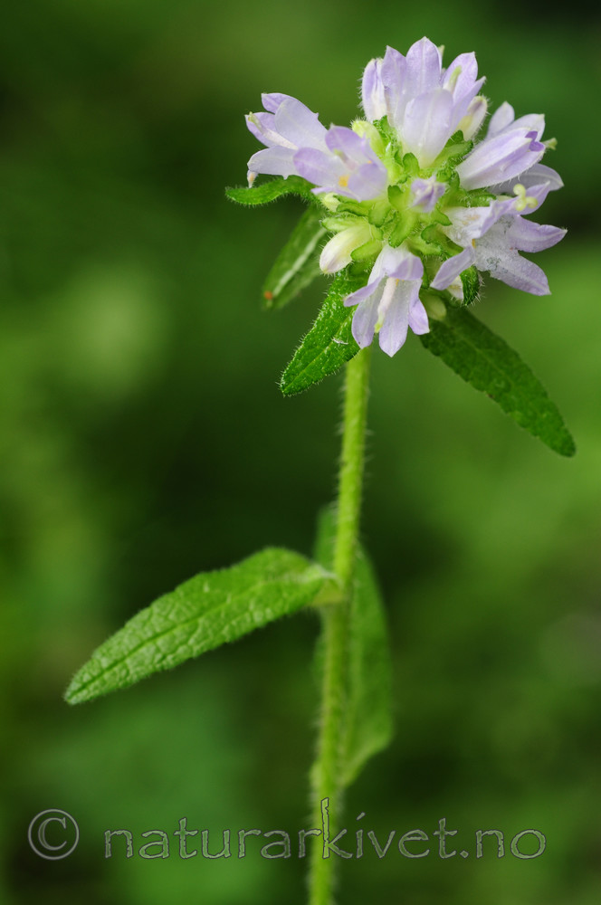 SIR_1836 / Campanula cervicaria / Stavklokke