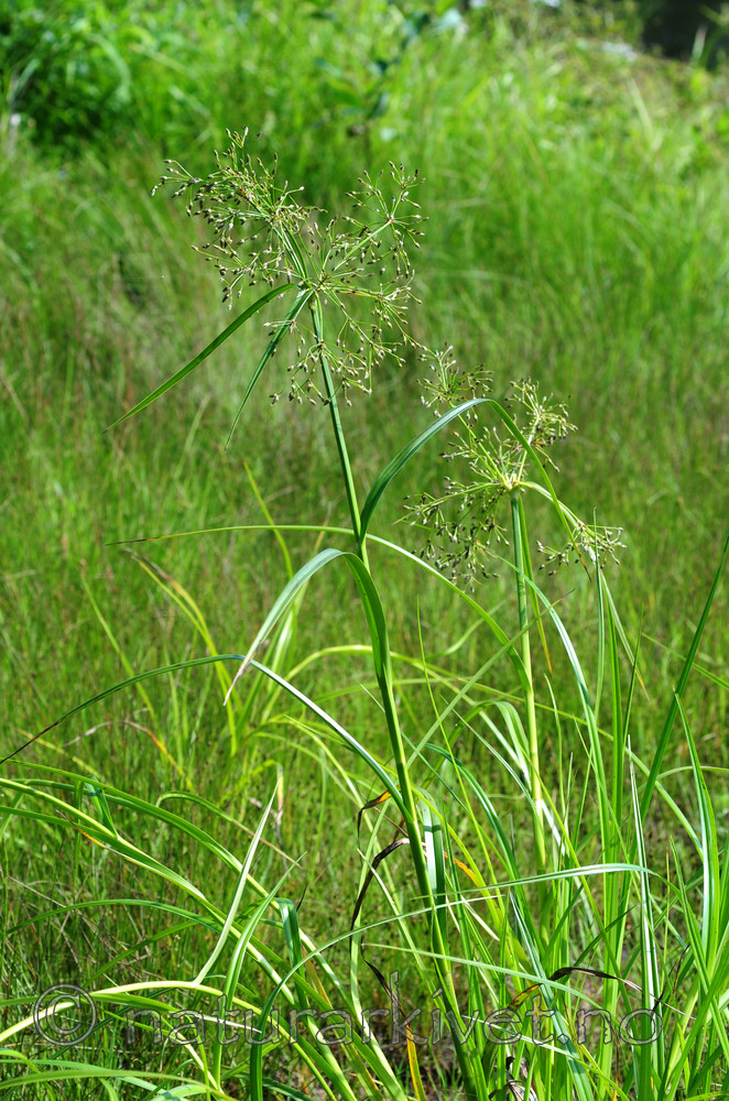 SIR_2337 / Scirpus radicans / Buesivaks