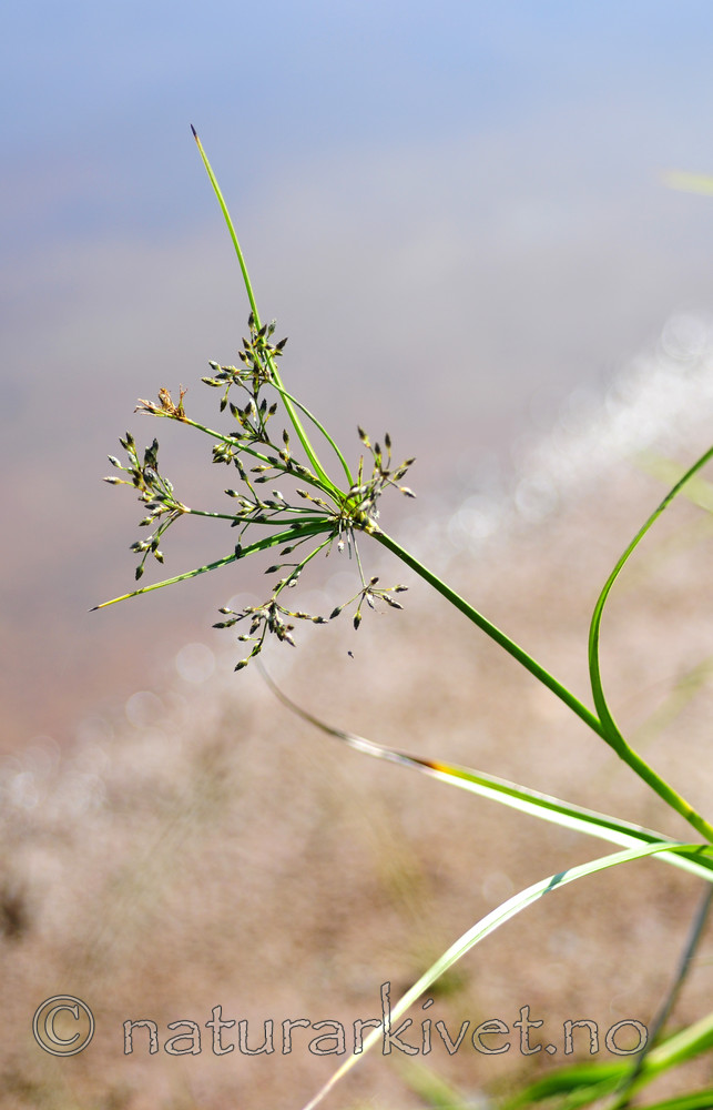 SIR_2353 / Scirpus radicans / Buesivaks