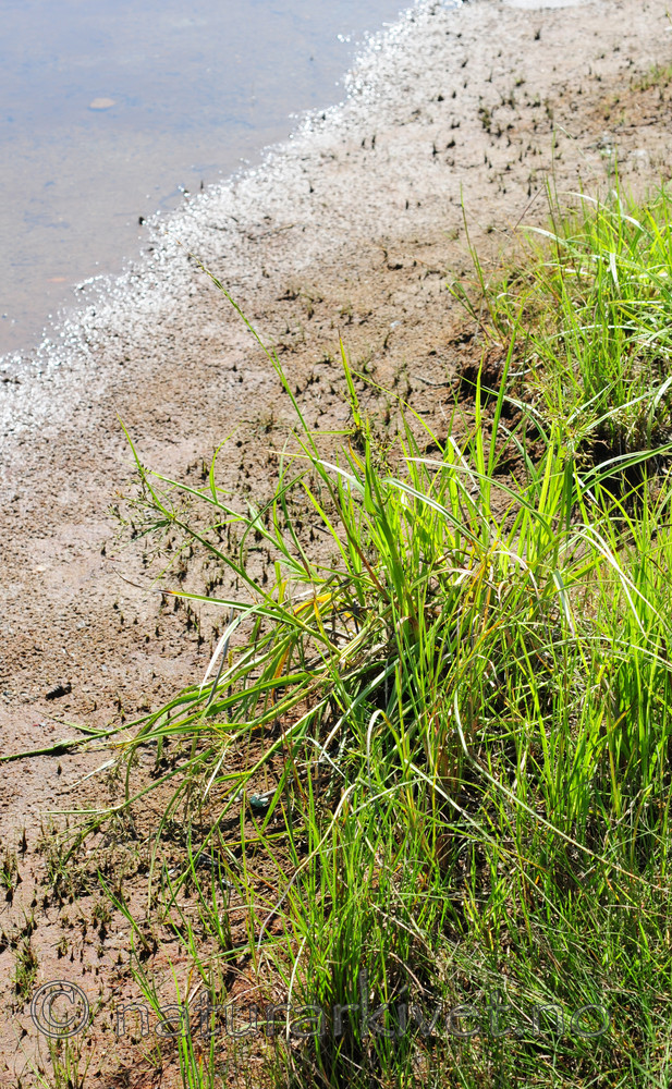 SIR_2359 / Scirpus radicans / Buesivaks