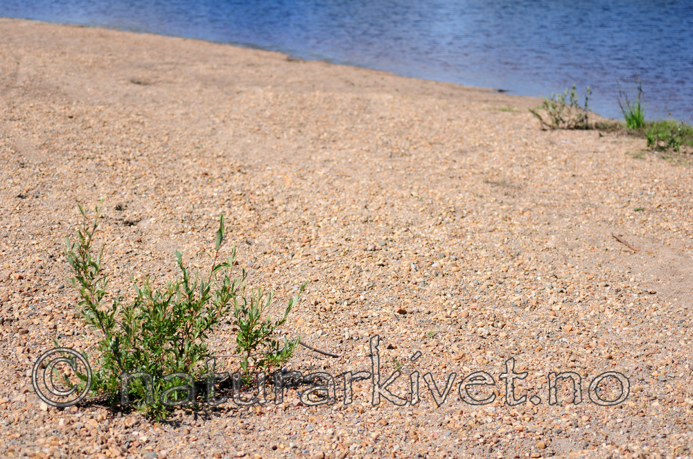 SIR_2389 / Salix daphnoides / Påskepil <br /> Salix daphnoides