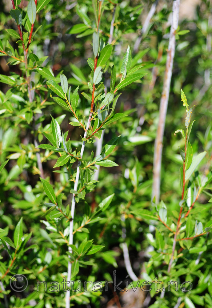SIR_2394 / Salix daphnoides / Påskepil <br /> Salix daphnoides