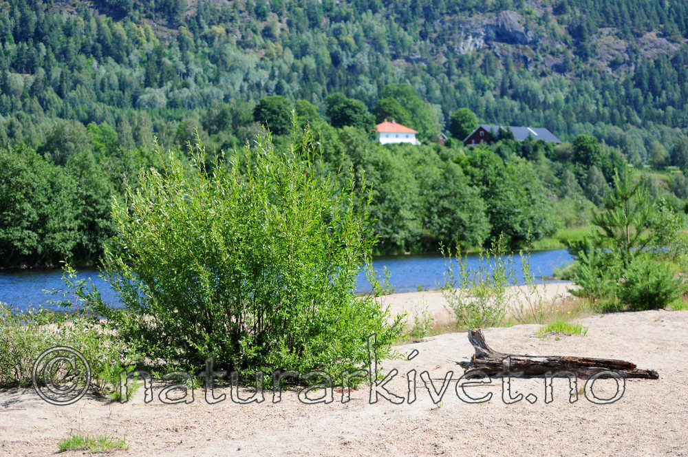 SIR_2398 / Salix daphnoides / Påskepil <br /> Salix daphnoides