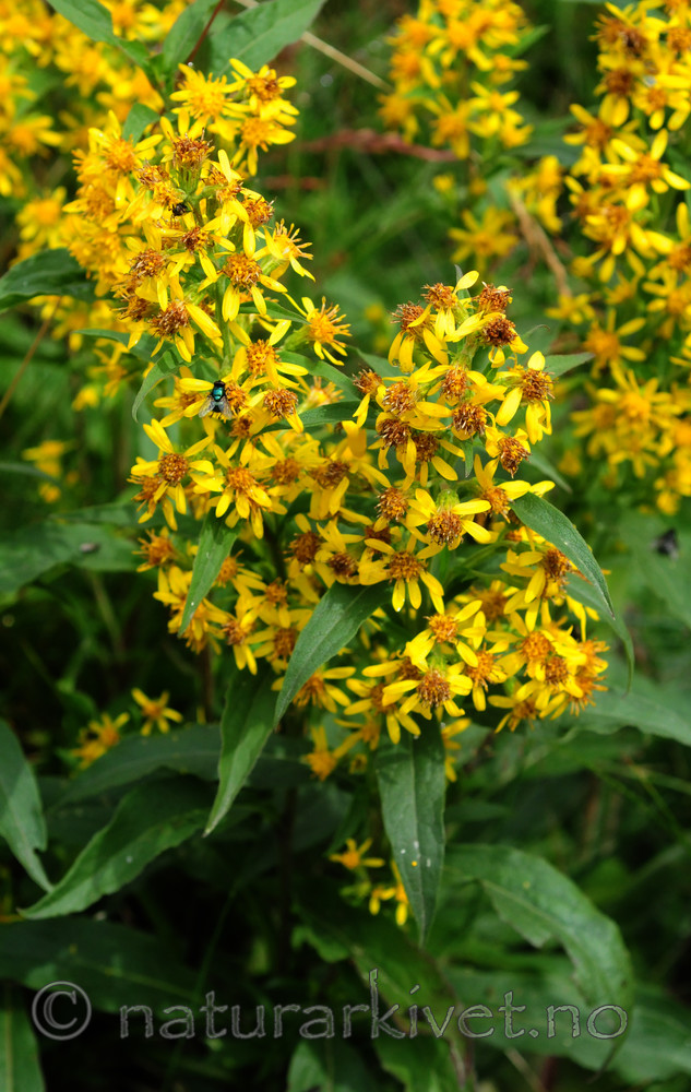 SIR_2428 / Solidago virgaurea / Gullris