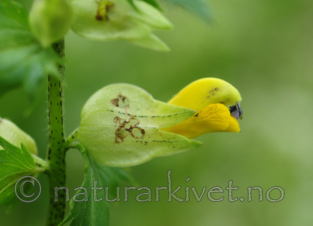 SIR_2460 / Rhinanthus angustifolius / Storengkall