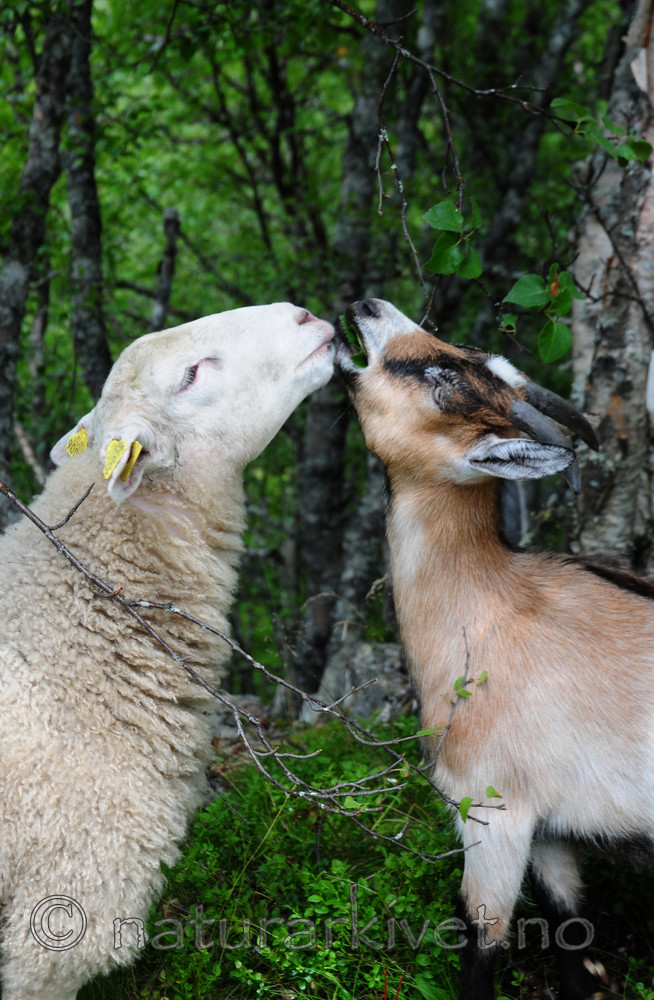 SIR_2495 / Capra hircus / Geit <br /> Ovis aries / Sau