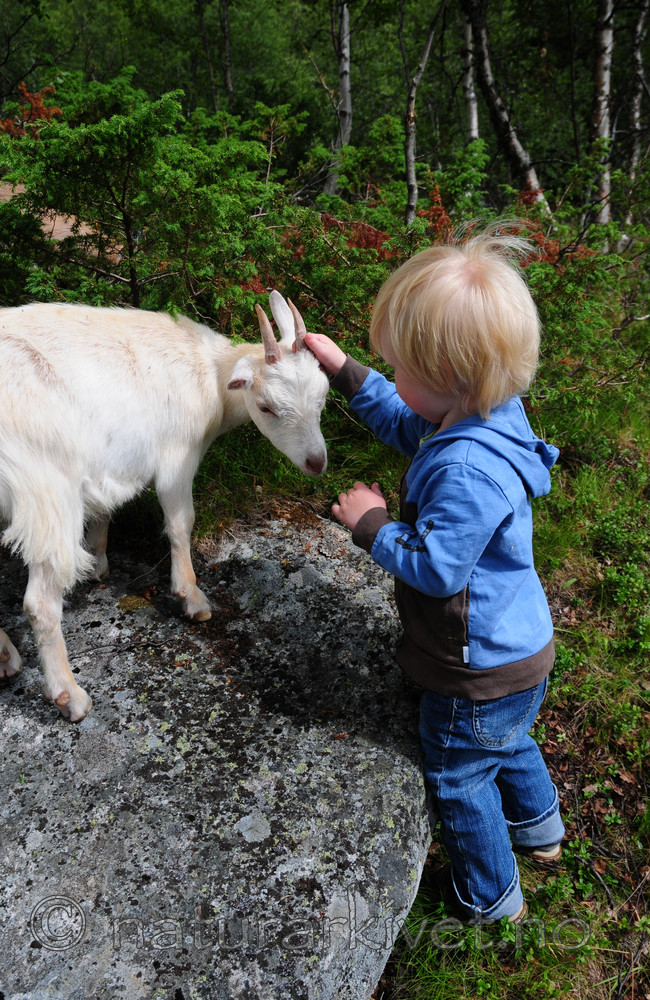 SIR_2512 / Capra hircus / Geit