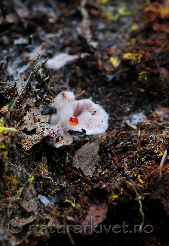 SIR_2667 / Hydnellum gracilipes / Skyggebrunpigg