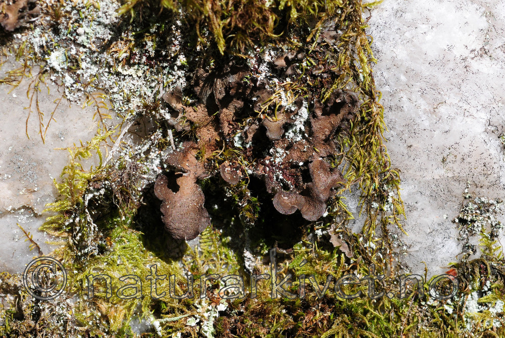 SIR_2802 / Sticta sylvatica / Buktporelav