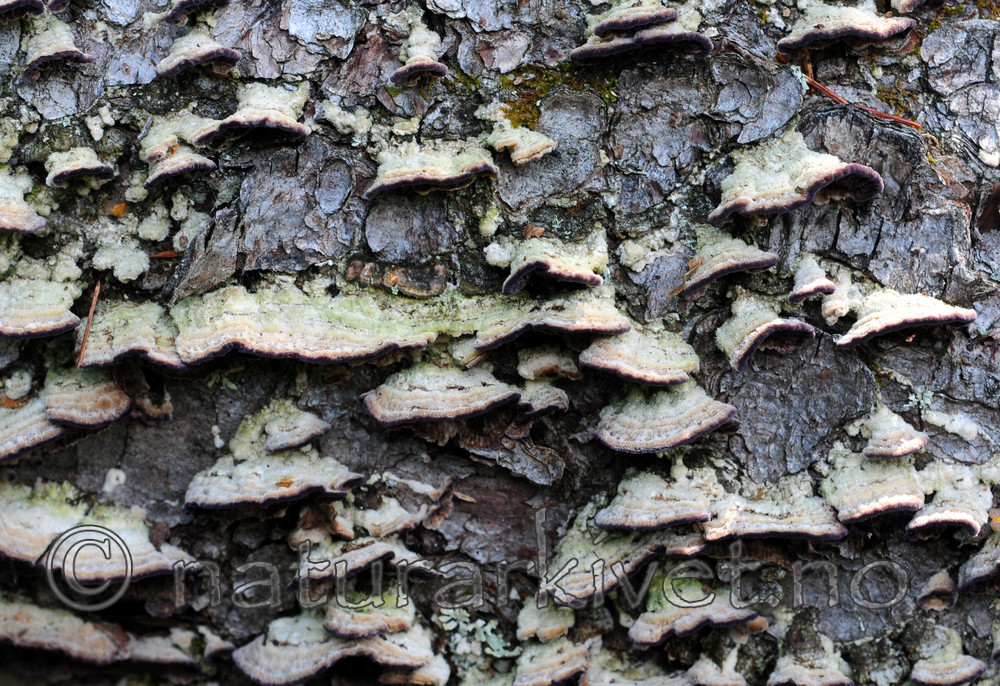 SIR_2812 / Trichaptum laricinum / Lamellfiolkjuke