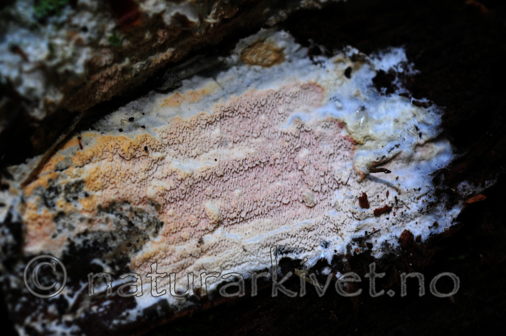 SIR_2836 / Ceriporia excelsa / Fagerkjuke