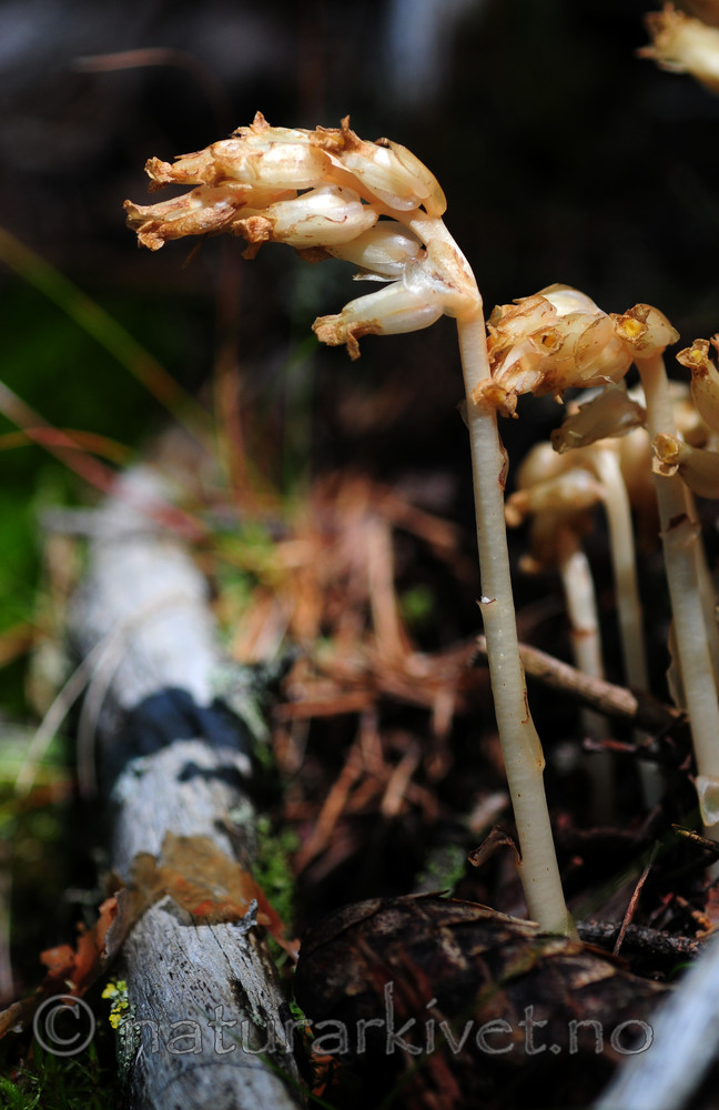 SIR_2858 / Monotropa hypopitys / Vaniljerot