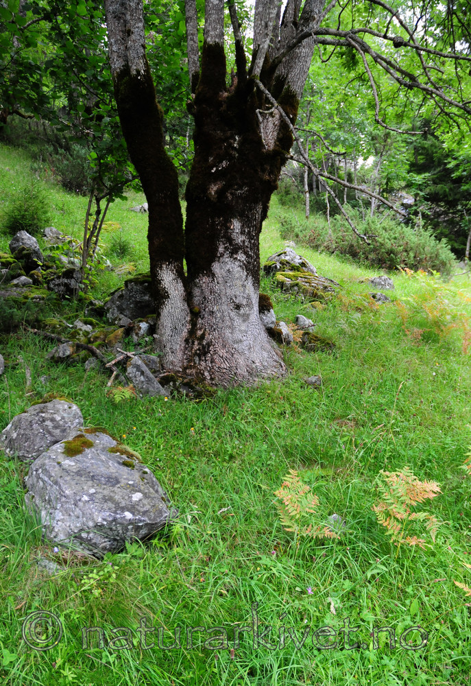 SIR_2904 / Fraxinus excelsior / Ask