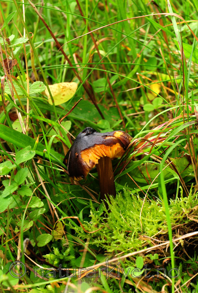 SIR_2927 / Hygrocybe spadicea / Sitronskivevokssopp
