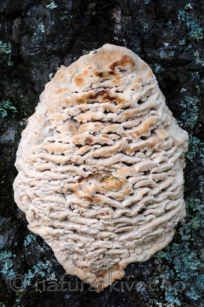 SIR_2971 / Climacodon septentrionalis / Trappepiggsopp