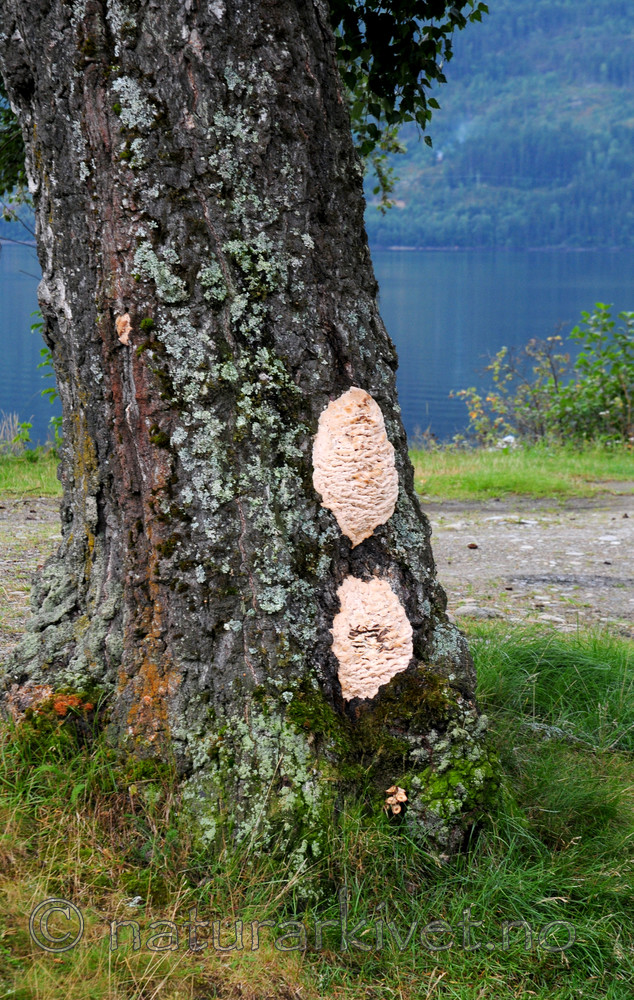 SIR_2975 / Climacodon septentrionalis / Trappepiggsopp