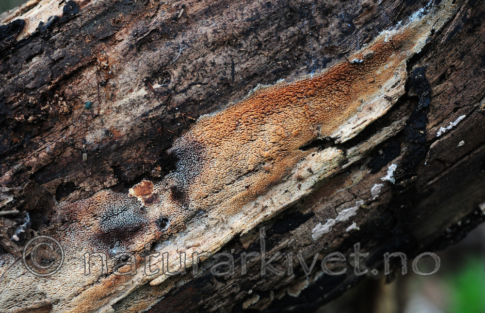 SIR_2977 / Mycoacia fuscoatra / Mørk vokspigg