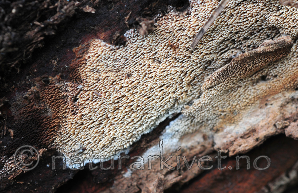 SIR_2980 / Mycoacia fuscoatra / Mørk vokspigg