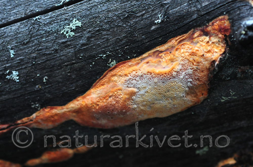 SIR_3019 / Hapalopilus ochraceolateritius / Karminkjuke