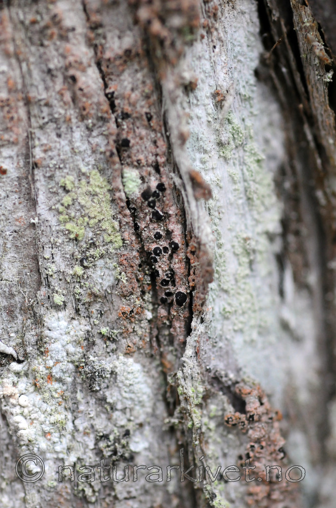 SIR_3071 / Schismatomma pericleum / Rosa tusselav