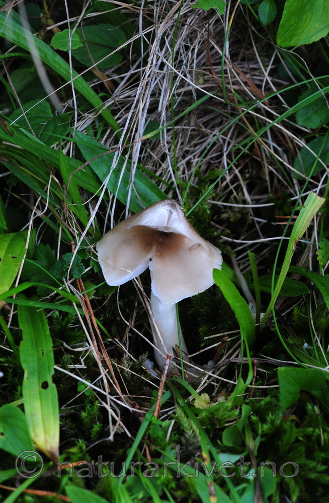 SIR_3155 / Hygrocybe fornicata