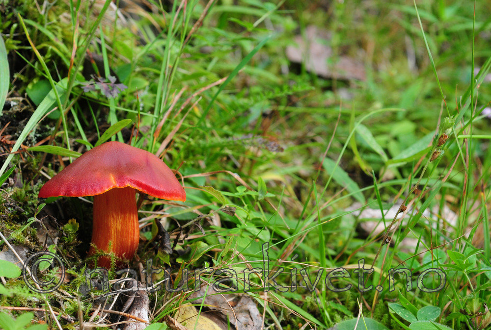 SIR_3162 / Hygrocybe punicea / Skarlagenvokssopp