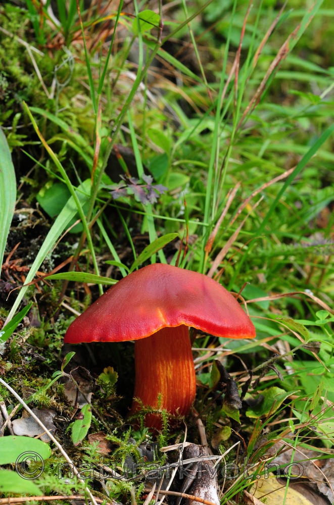 SIR_3168 / Hygrocybe punicea / Skarlagenvokssopp