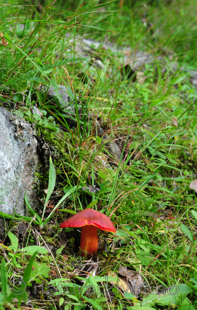 SIR_3170 / Hygrocybe punicea / Skarlagenvokssopp