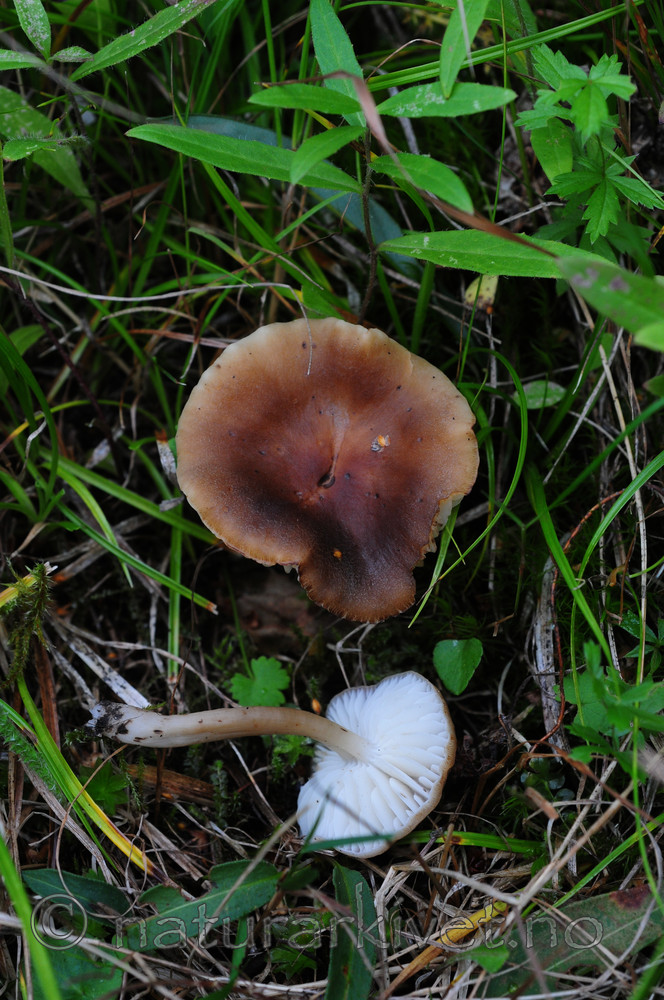 SIR_3197 / Hygrocybe ingrata / Rødnende lutvokssopp