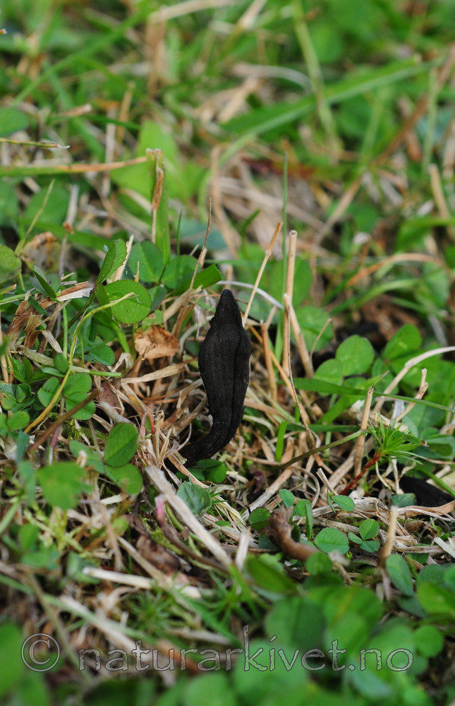 SIR_3261 / Geoglossum umbratile / Brunsvart jordtunge