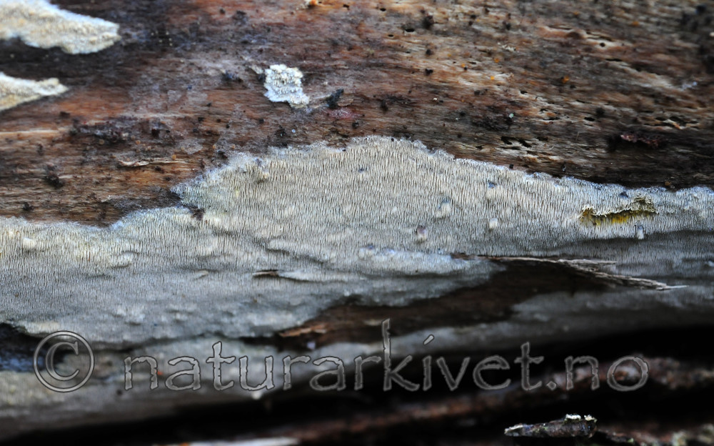 SIR_3268 / Mycoacia aurea / Gullvokspigg