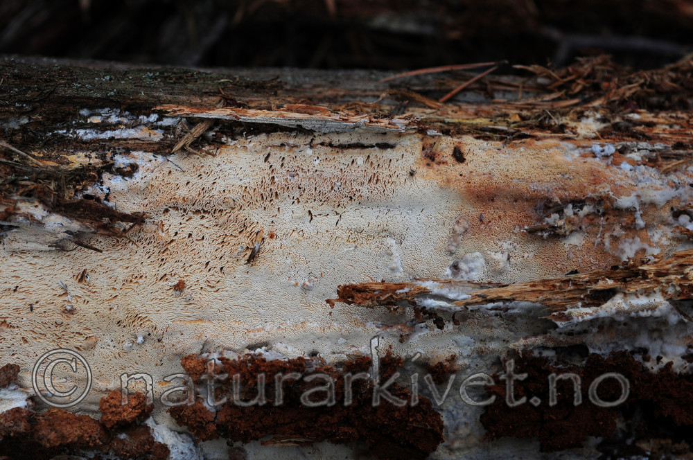 SIR_3343 / Junghuhnia luteoalba / Okerporekjuke