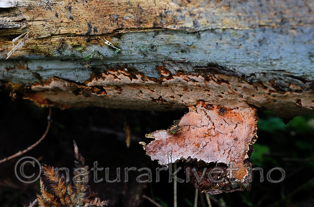 SIR_3356 / Junghuhnia collabens / Sjokoladekjuke