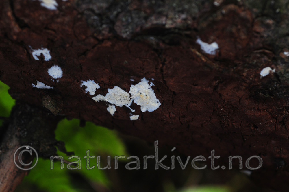 SIR_3369 / Phellinus ferrugineofuscus / Granrustkjuke <br /> Skeletocutis brevispora / Klengekjuke