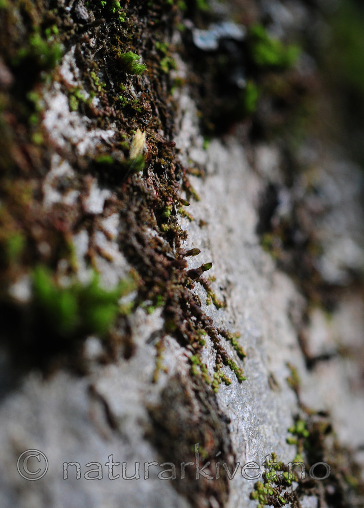 SIR_3416 / Frullania oakesiana / Oreblæremose