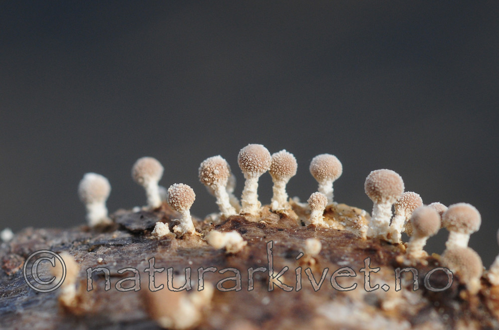 SIR_3437 / Onygena equina / Hornsopp