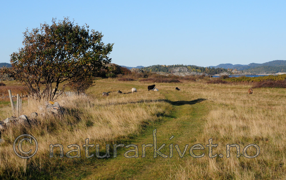 SIR_3490 / Ovis aries / Sau