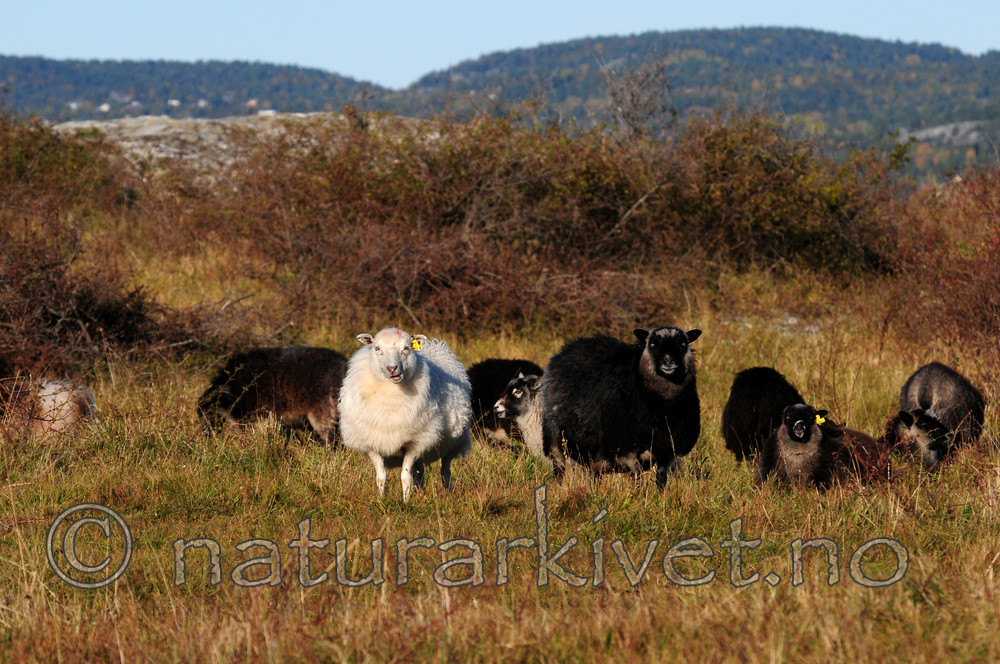 SIR_3509 / Ovis aries / Sau