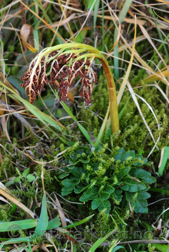 SIR_3600 / Botrychium multifidum / Høstmarinøkkel