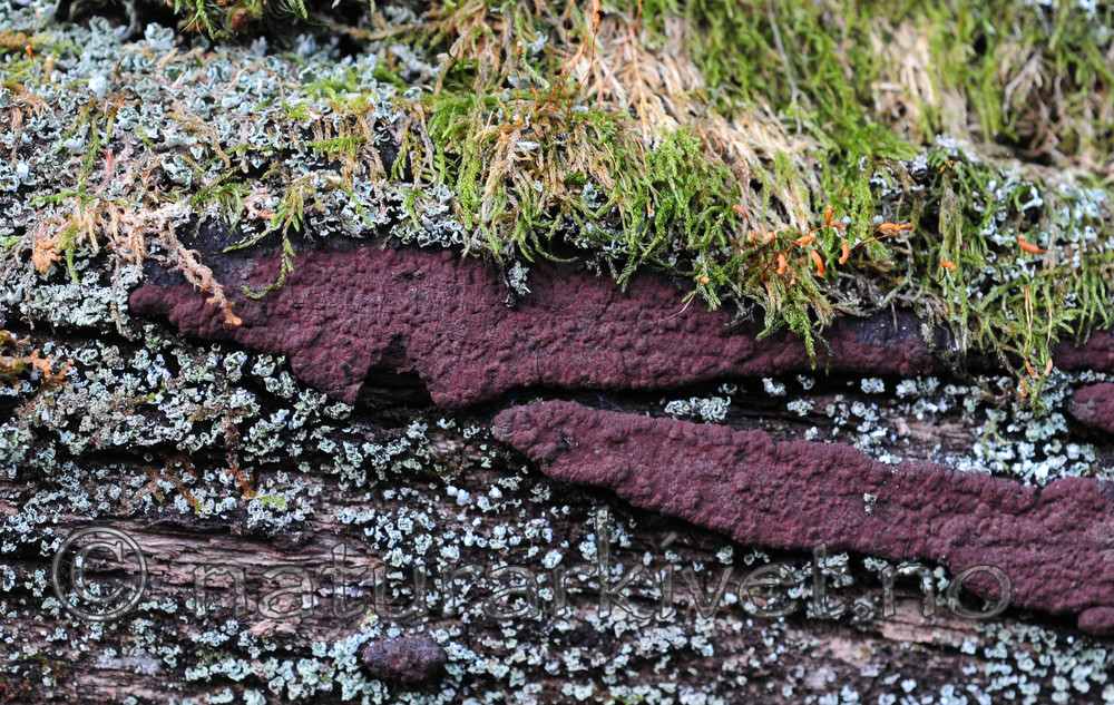 SIR_3632 / Hypoxylon vogesiacum / Almekullsopp