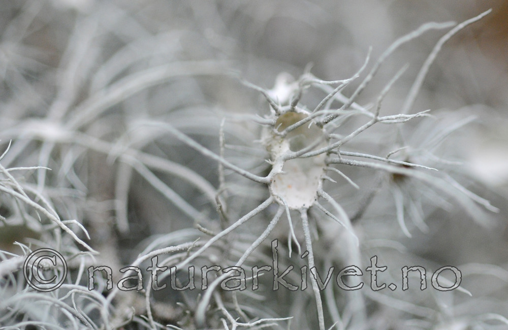 SIR_3643 / Usnea florida / Blomsterstry