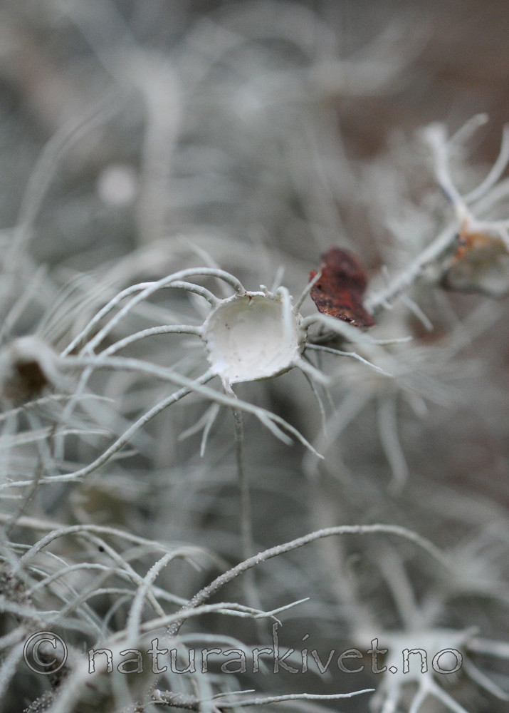 SIR_3648 / Usnea florida / Blomsterstry
