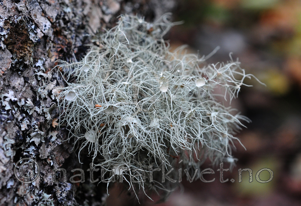 SIR_3650 / Usnea florida / Blomsterstry
