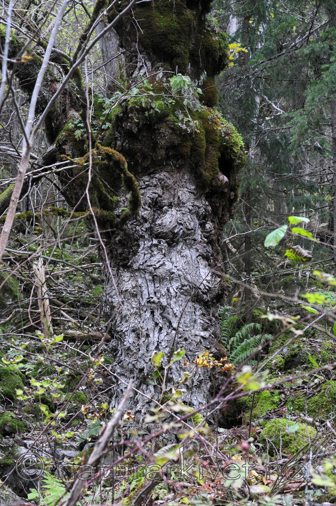 SIR_3661 / Ulmus glabra / Alm