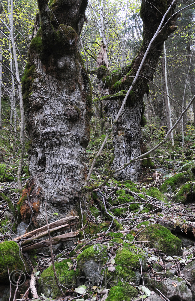 SIR_3665 / Ulmus glabra / Alm