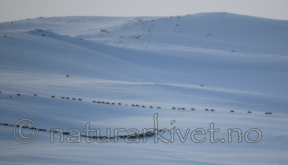 SIR_4386 / Rangifer tarandus / Rein