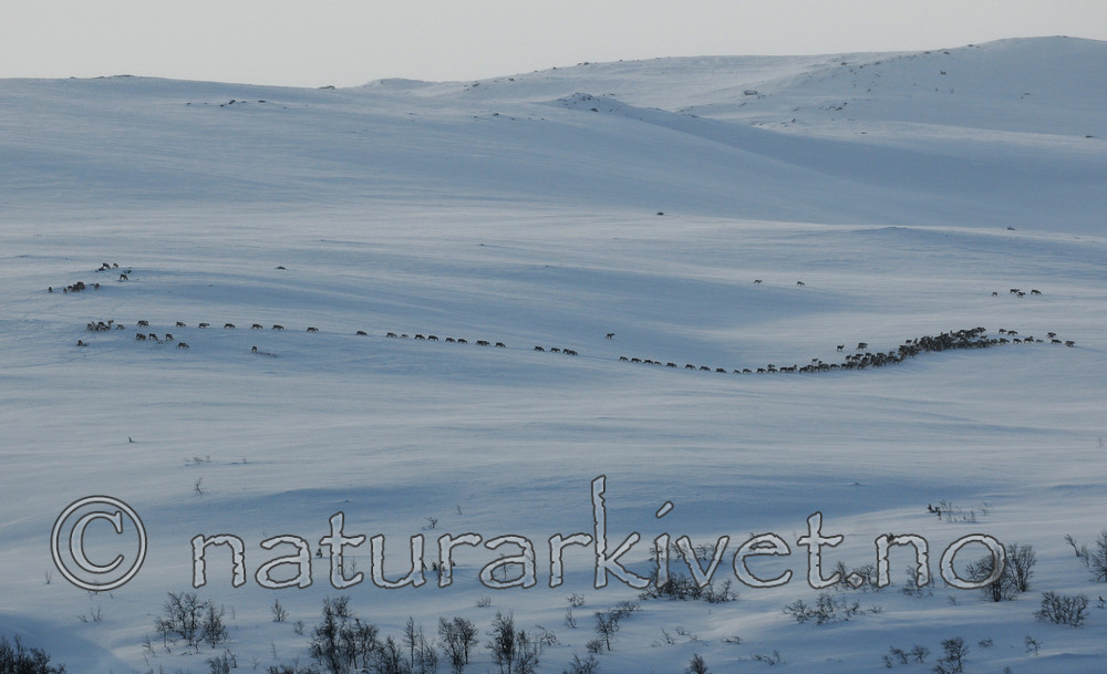 SIR_4420 / Rangifer tarandus / Rein